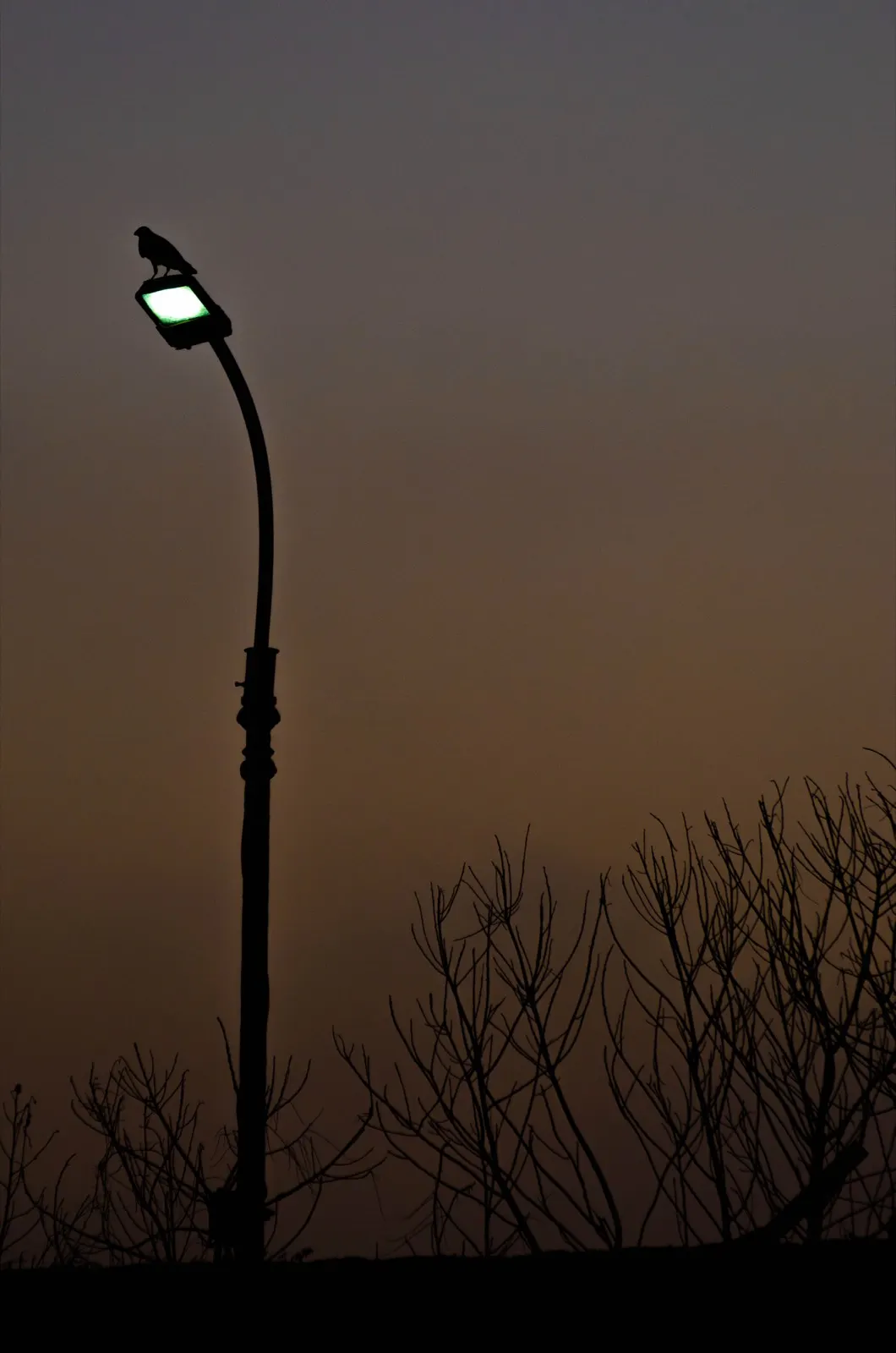 Silhouette of a crow perched on a streetlamp against an amber dusk sky