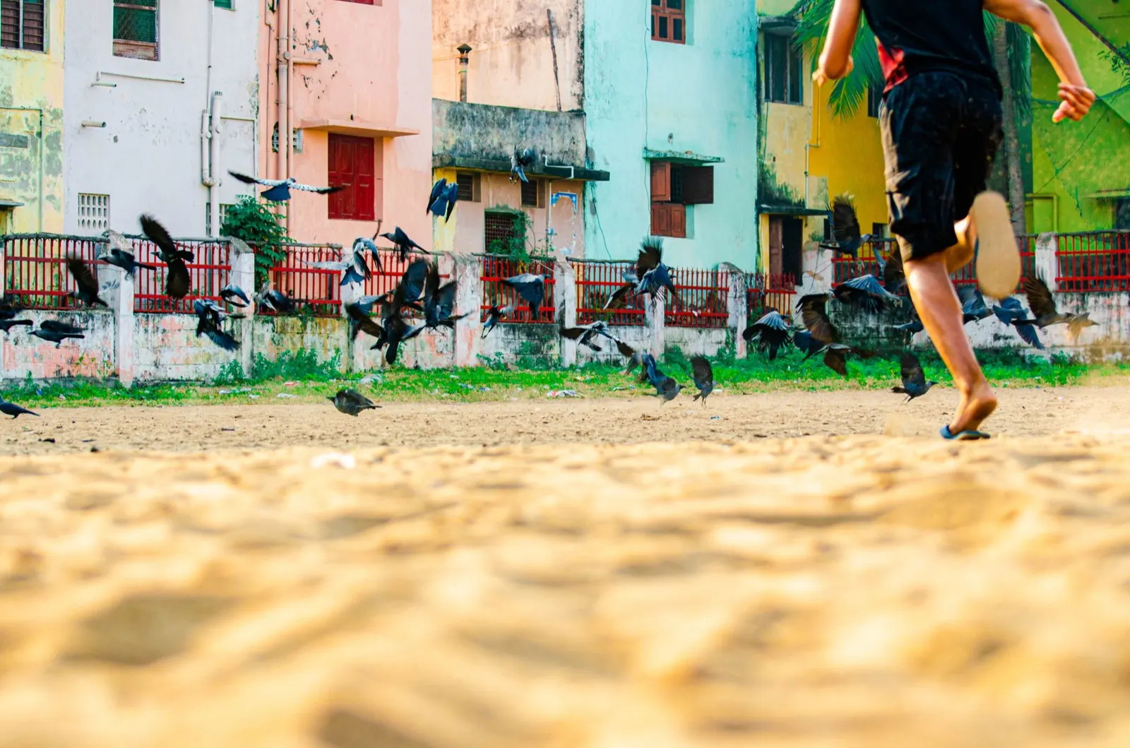 Pigeons scattering in front of pastel-coloured Chennai buildings as a boy runs past