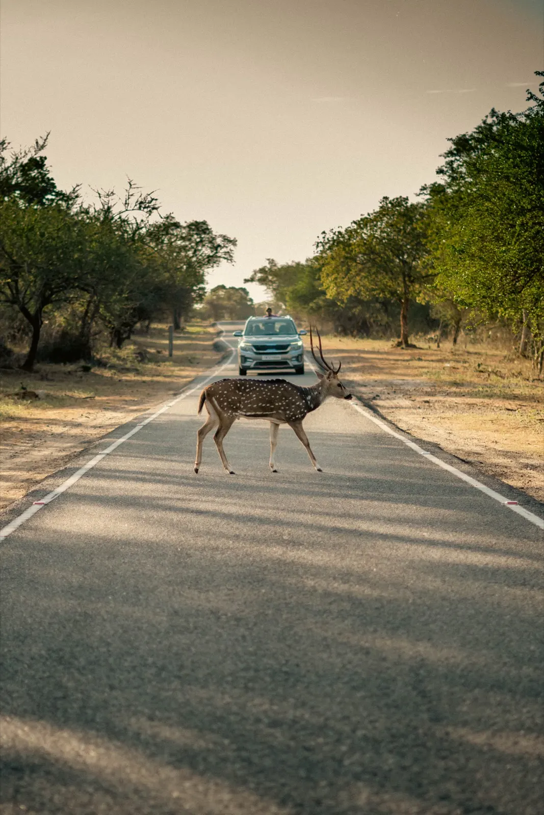 Chital stag crossing an empty highway in golden-hour haze as a car waits behind