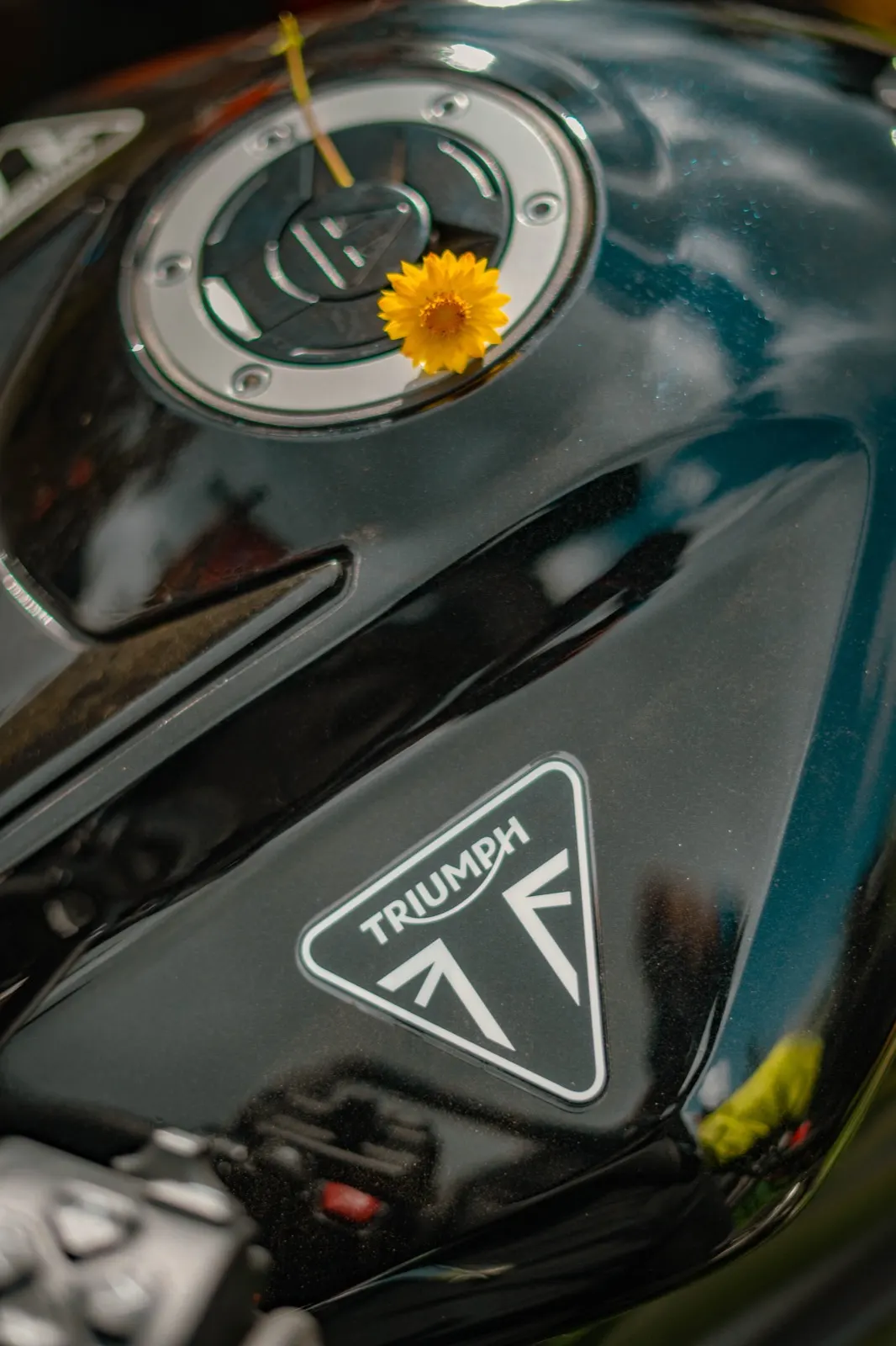 Small yellow wildflower resting on the dark tank of a Triumph beside the badge